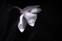 nonicro - Daffodil