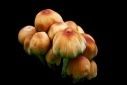 nonicro - Mushrooms